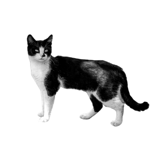 Monochrome Image Of A Standing Cat On A Sunny Day, Showcasing Its Elegant Posture. 19169 - Cat PNG image with transparent background